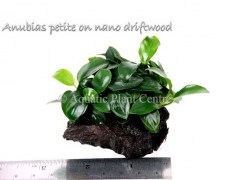 Anubias petite on nano driftwood